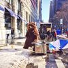 Photos, Video: Bear Knocks Over NYC Food Cart